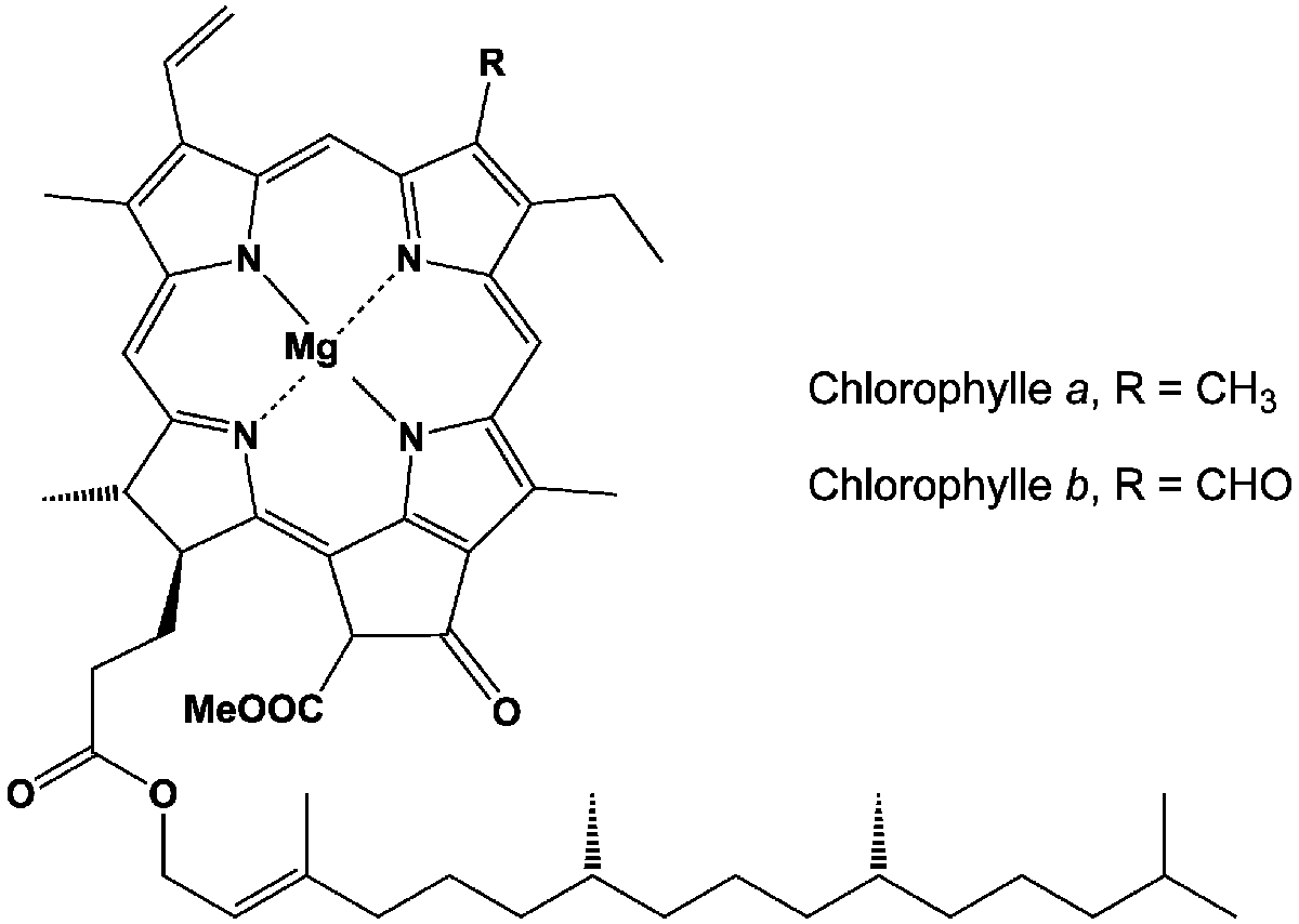Отсутствие хлорофилла. Хлорофилл руда. Chlorophyle.